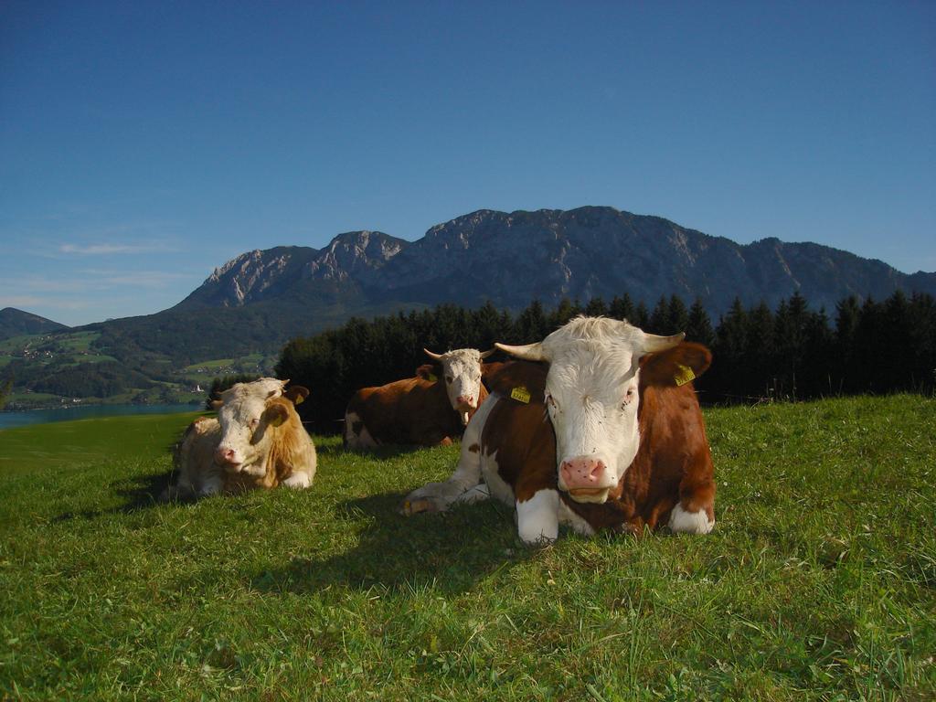 Ferienhof Margarethengut Vila Unterach am Attersee Exterior foto